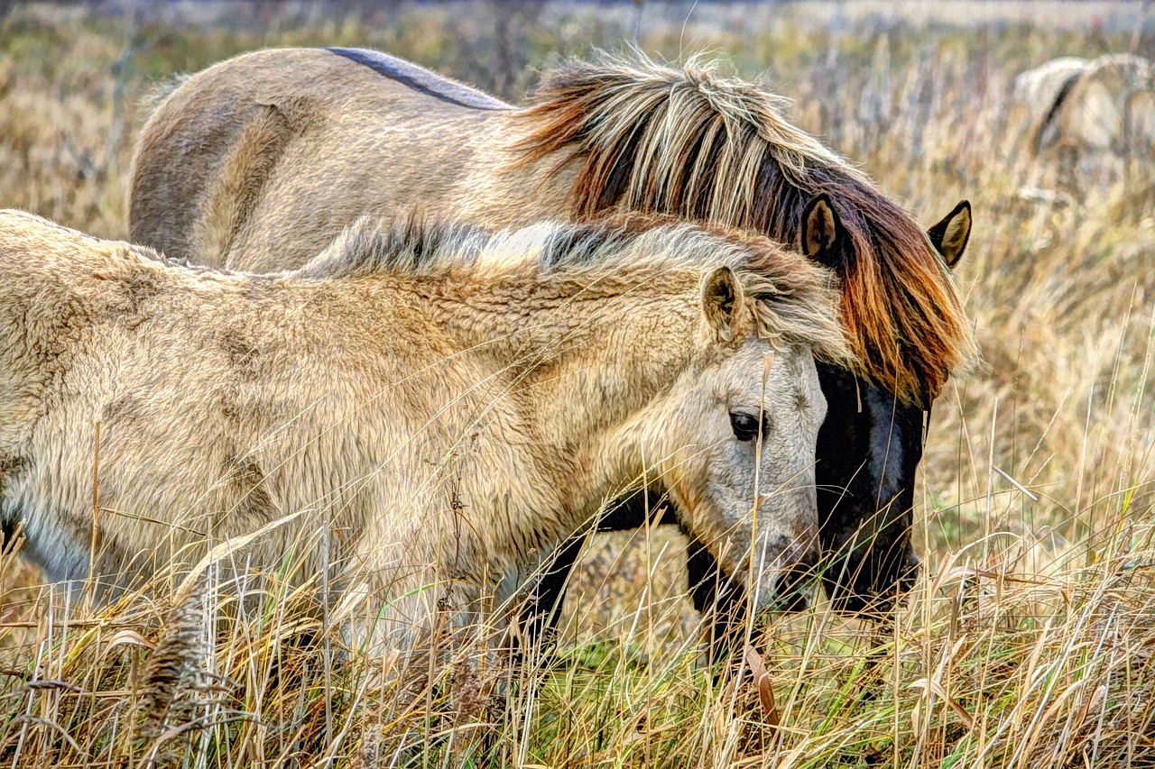 horse wild pony free photo