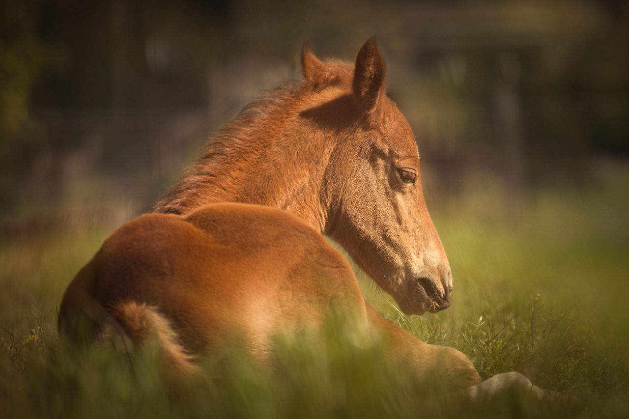 horse foal pasture free photo