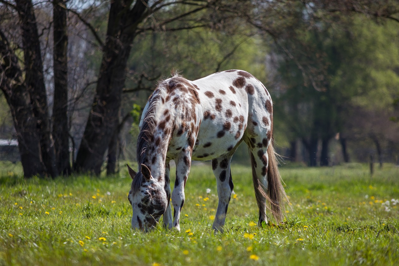 horse pasture coupling free photo