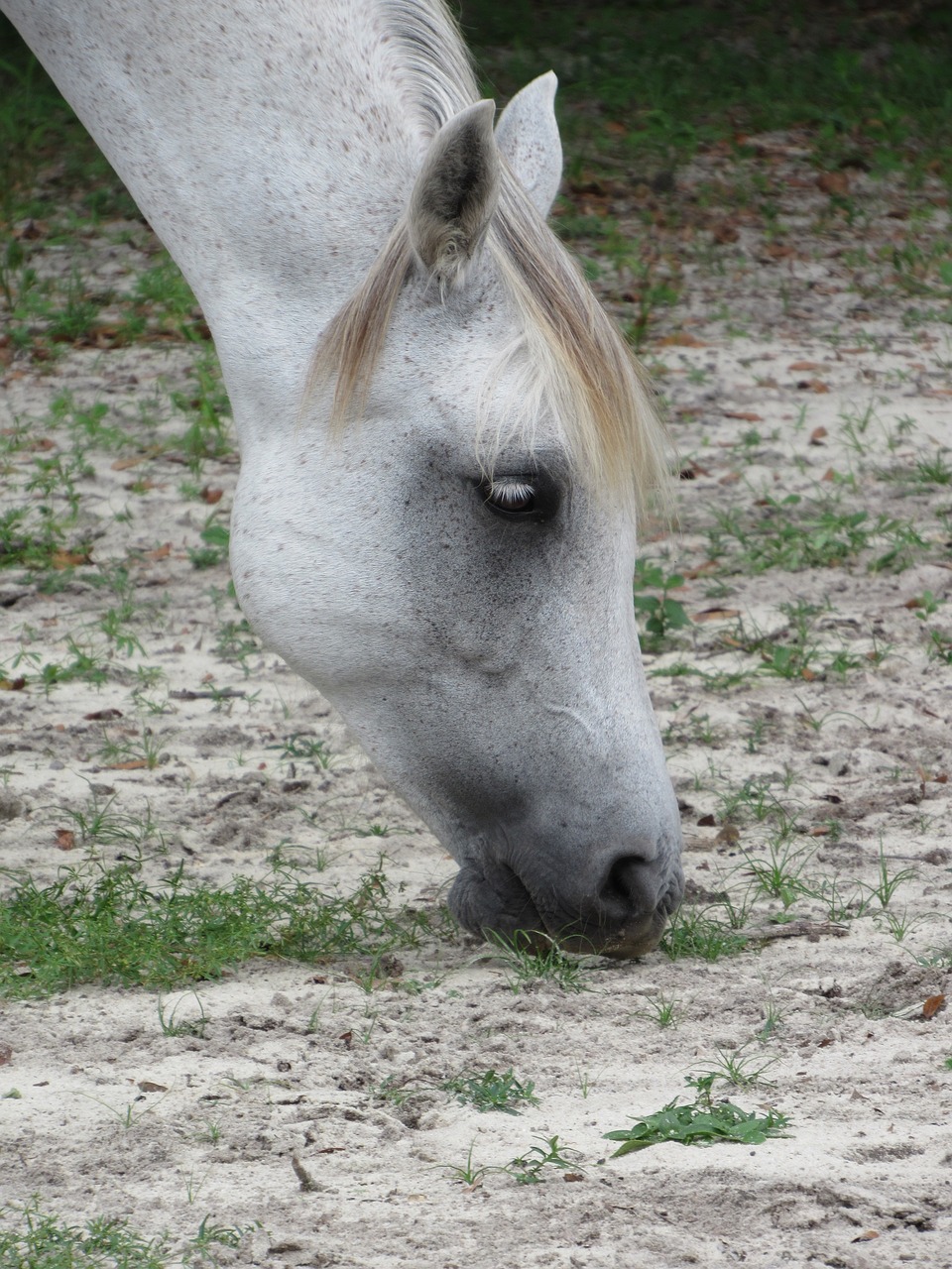 horse sand munching free photo