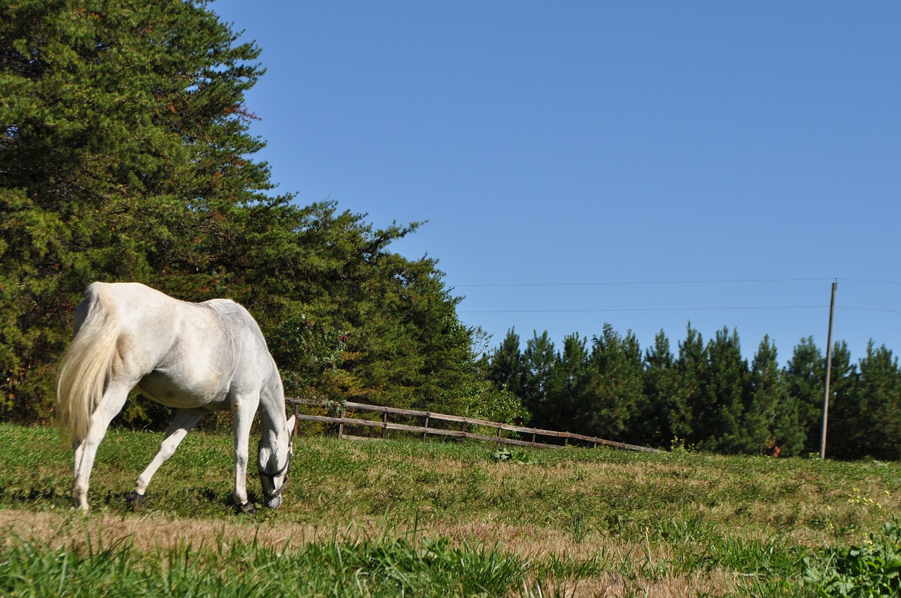 horse grazing field free photo