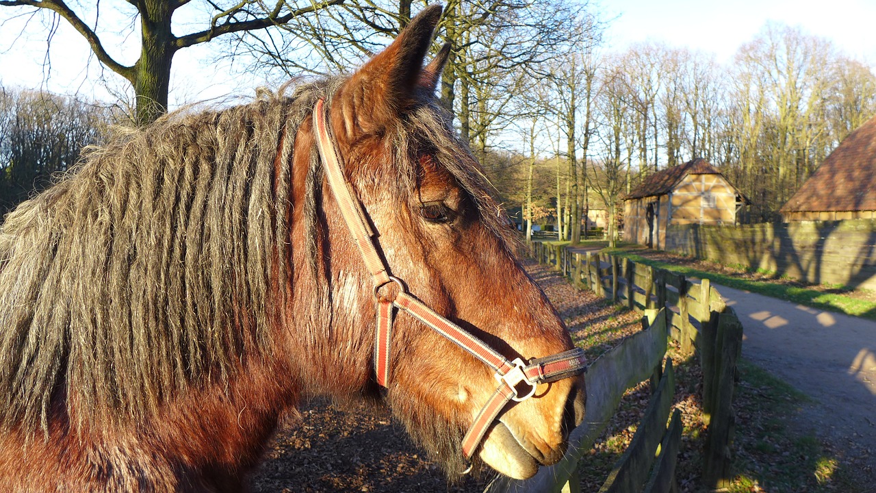 horse coupling paddock free photo