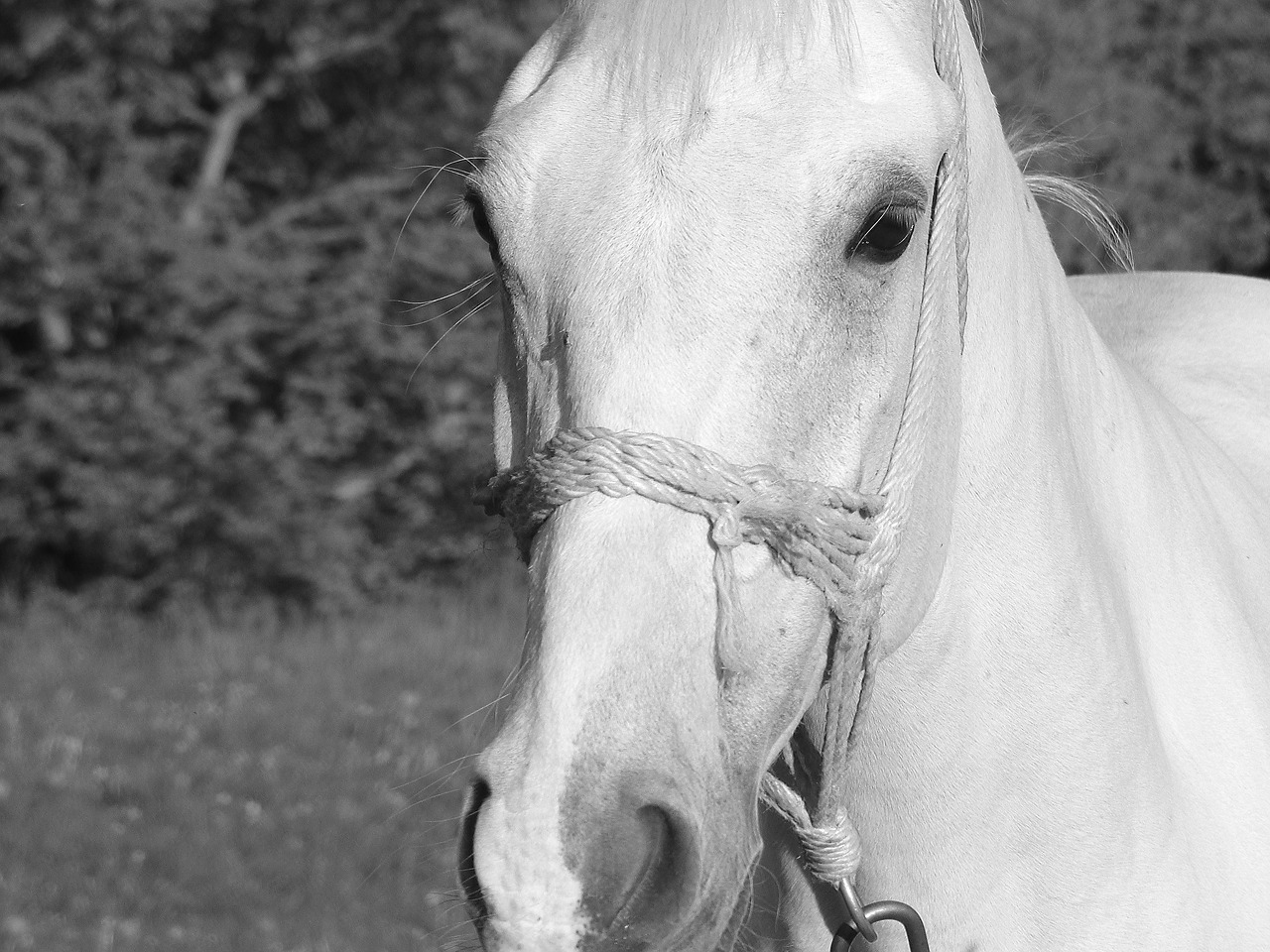 horse animal horse portrait free photo