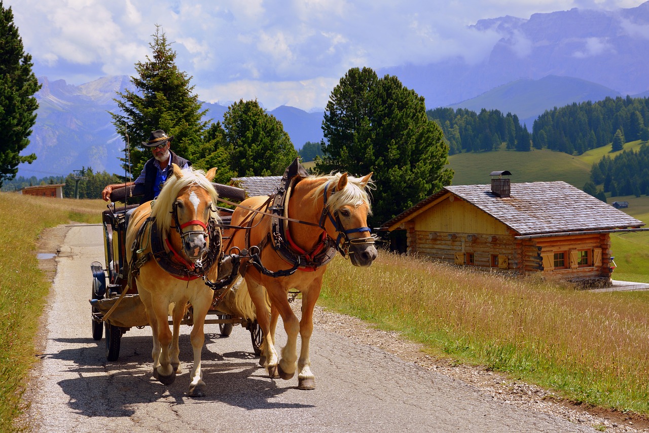 horse carrozza animals free photo