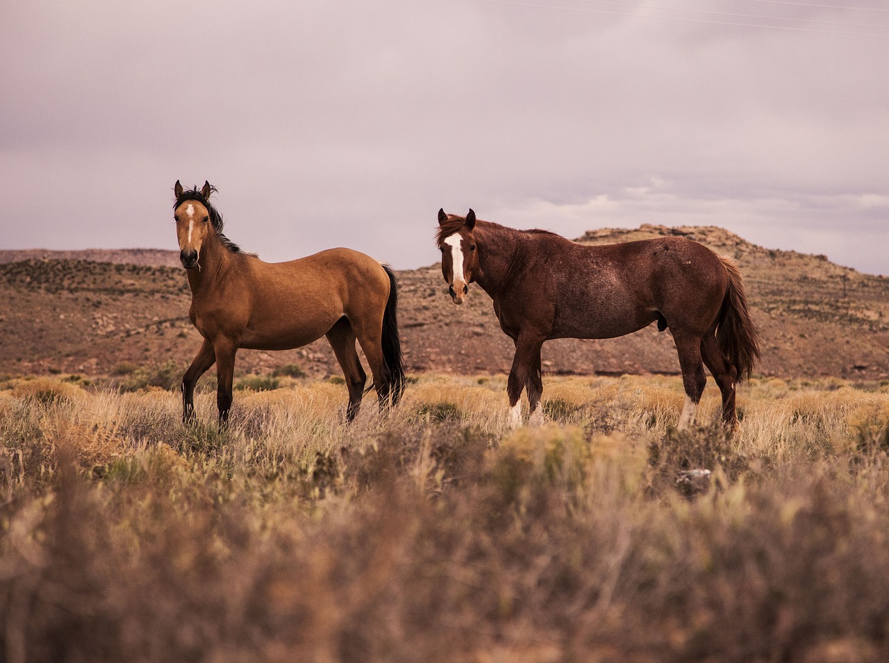 horse animal brown free photo