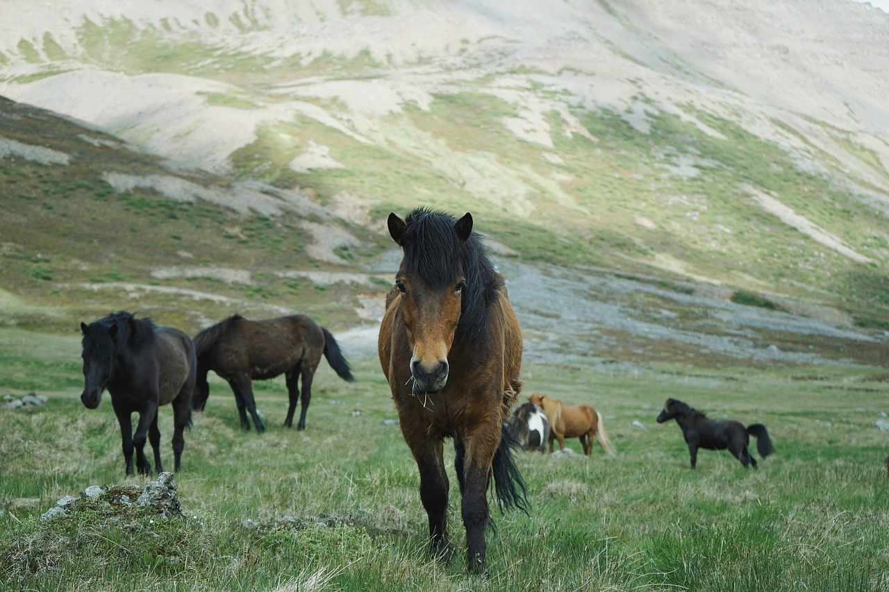 horse animal green free photo