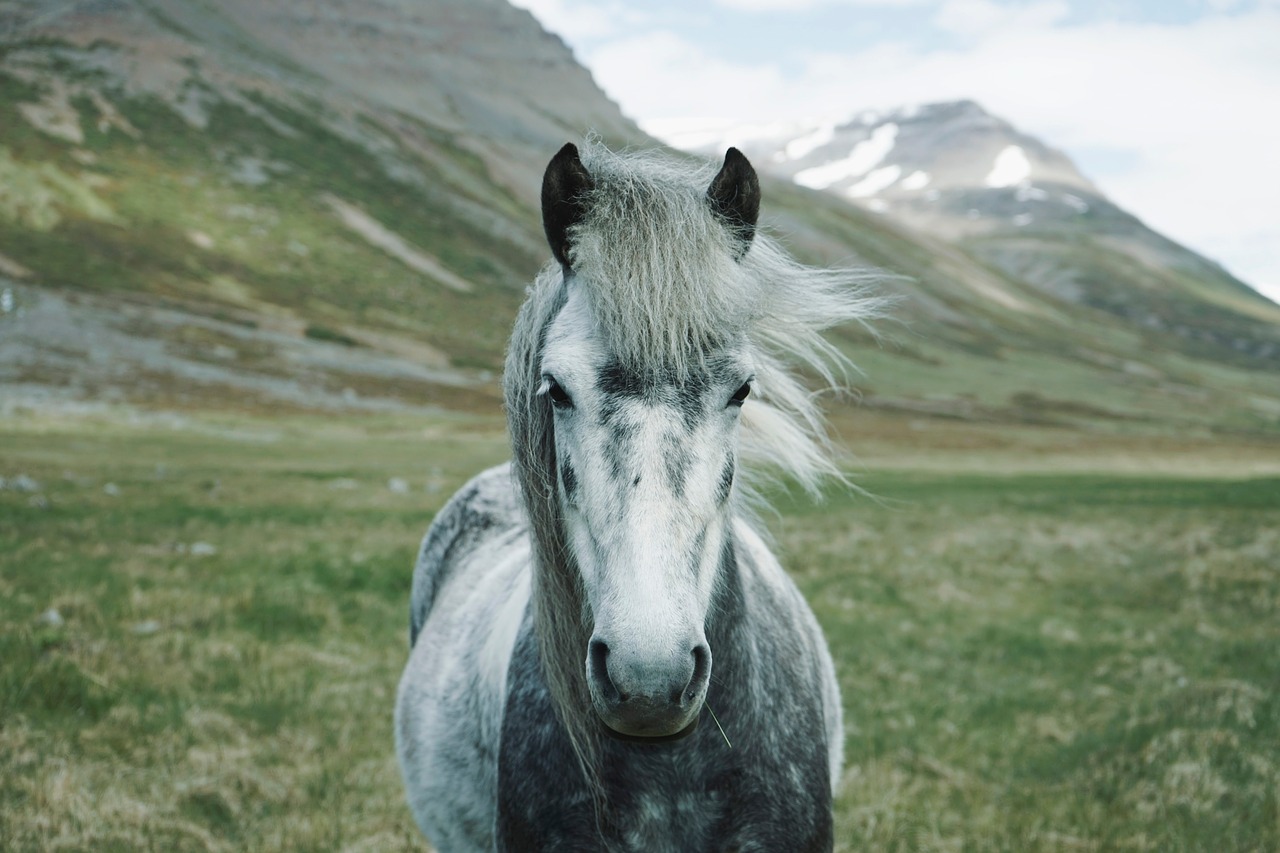 horse animal green free photo