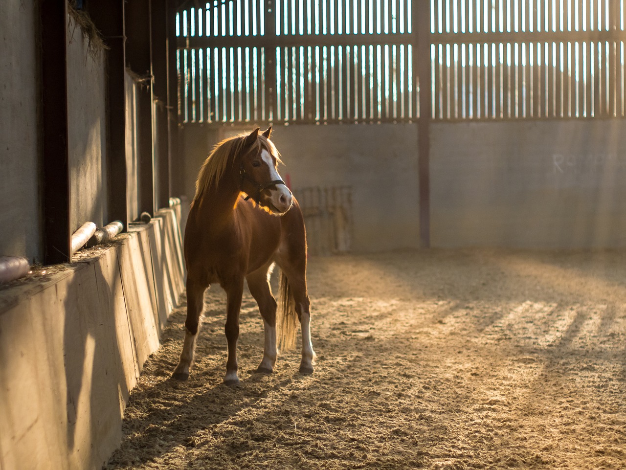 horse animal pet free photo