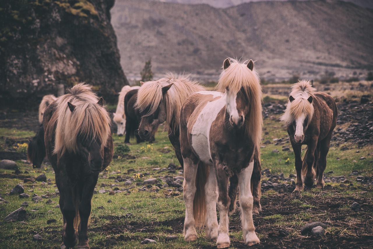 horse animal herd free photo