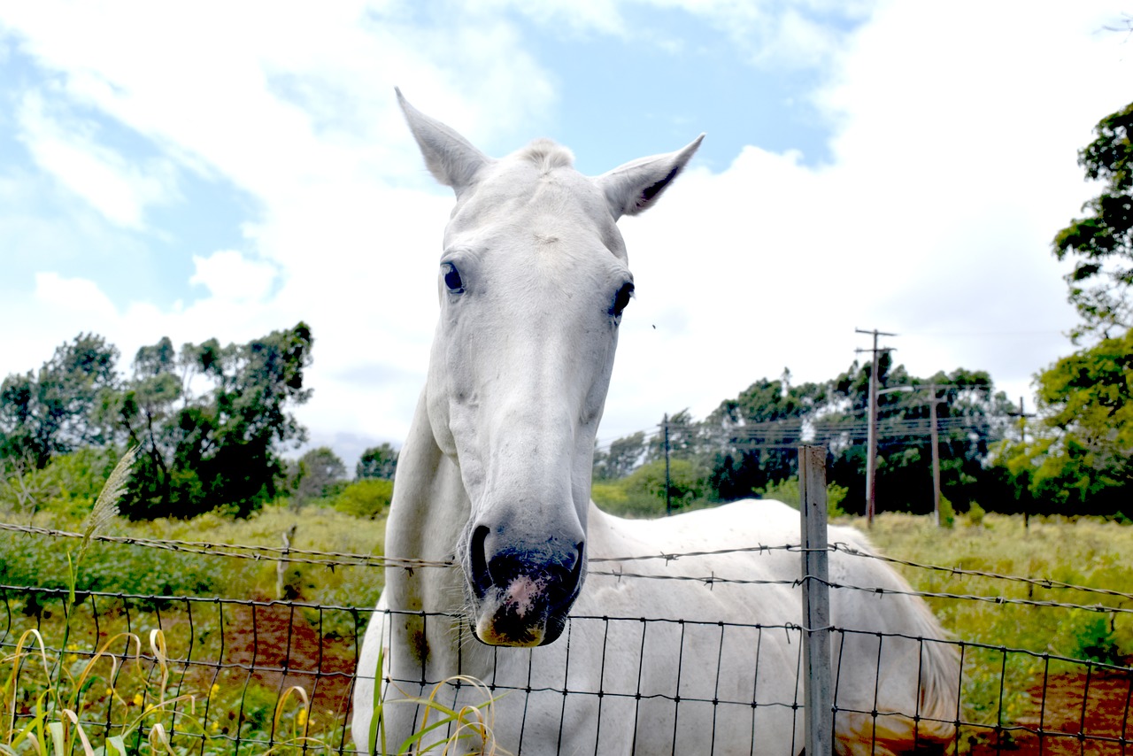 horse equestrian wildlife free photo