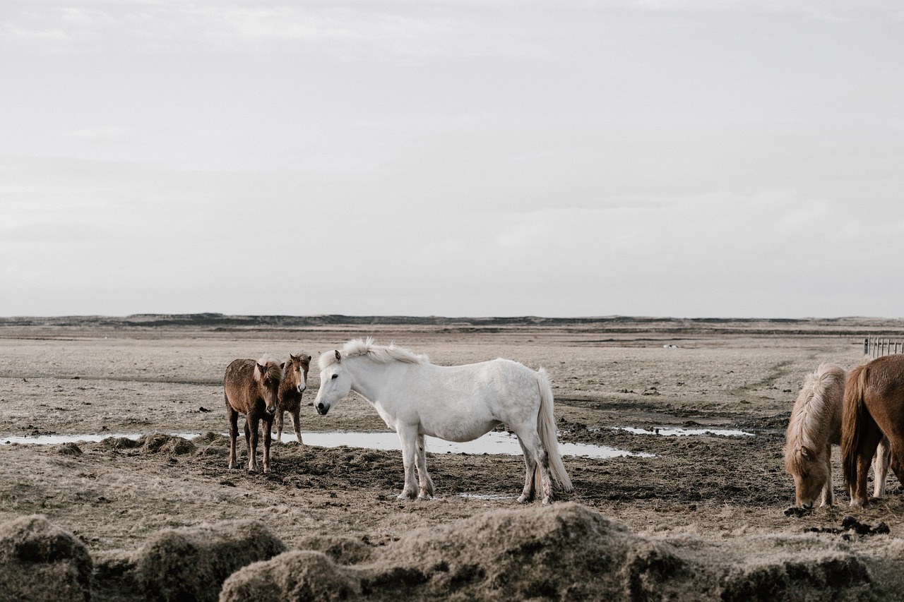 horse animal herd free photo