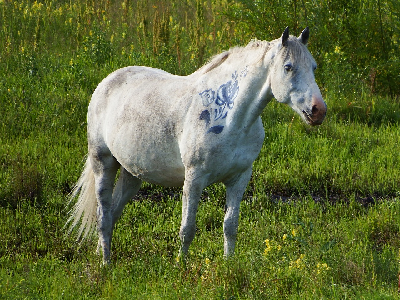 horse horses stallion free photo