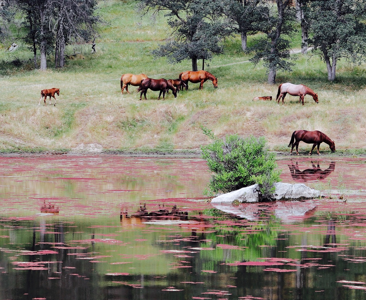 horse animal river free photo