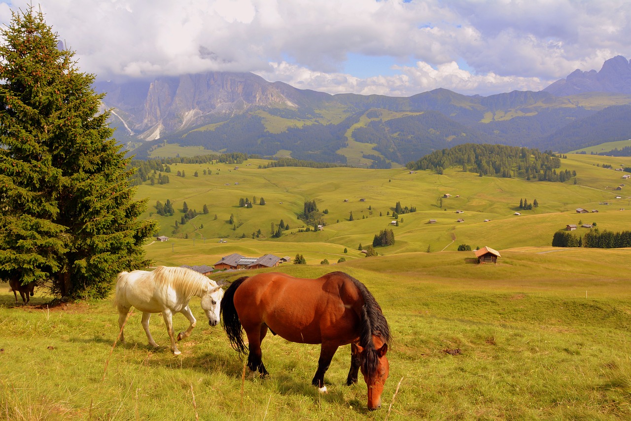 horse tree prato free photo