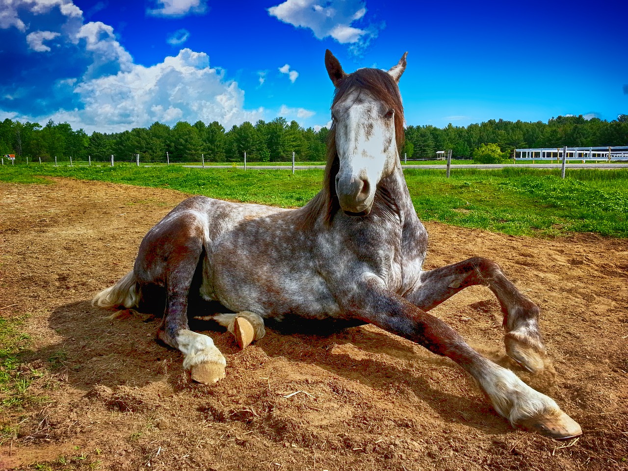 horse countryside farm free photo