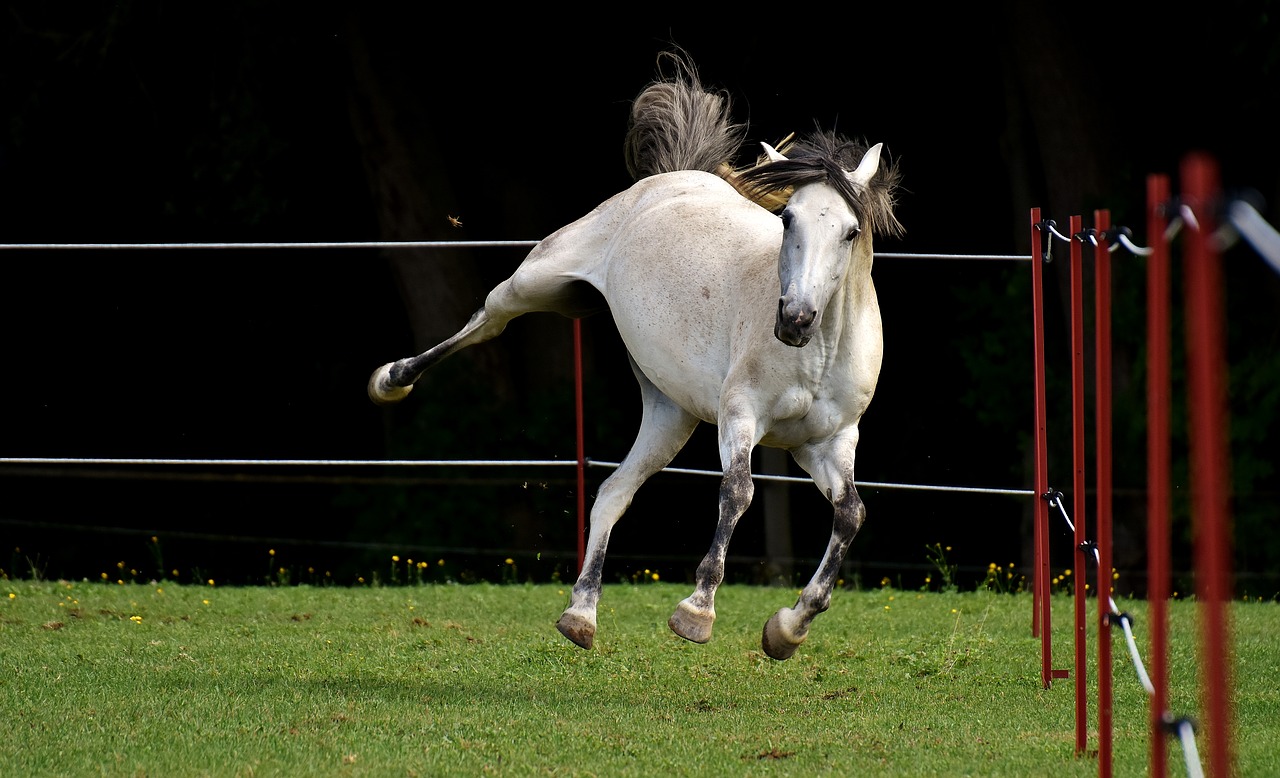 horse mold pony free photo