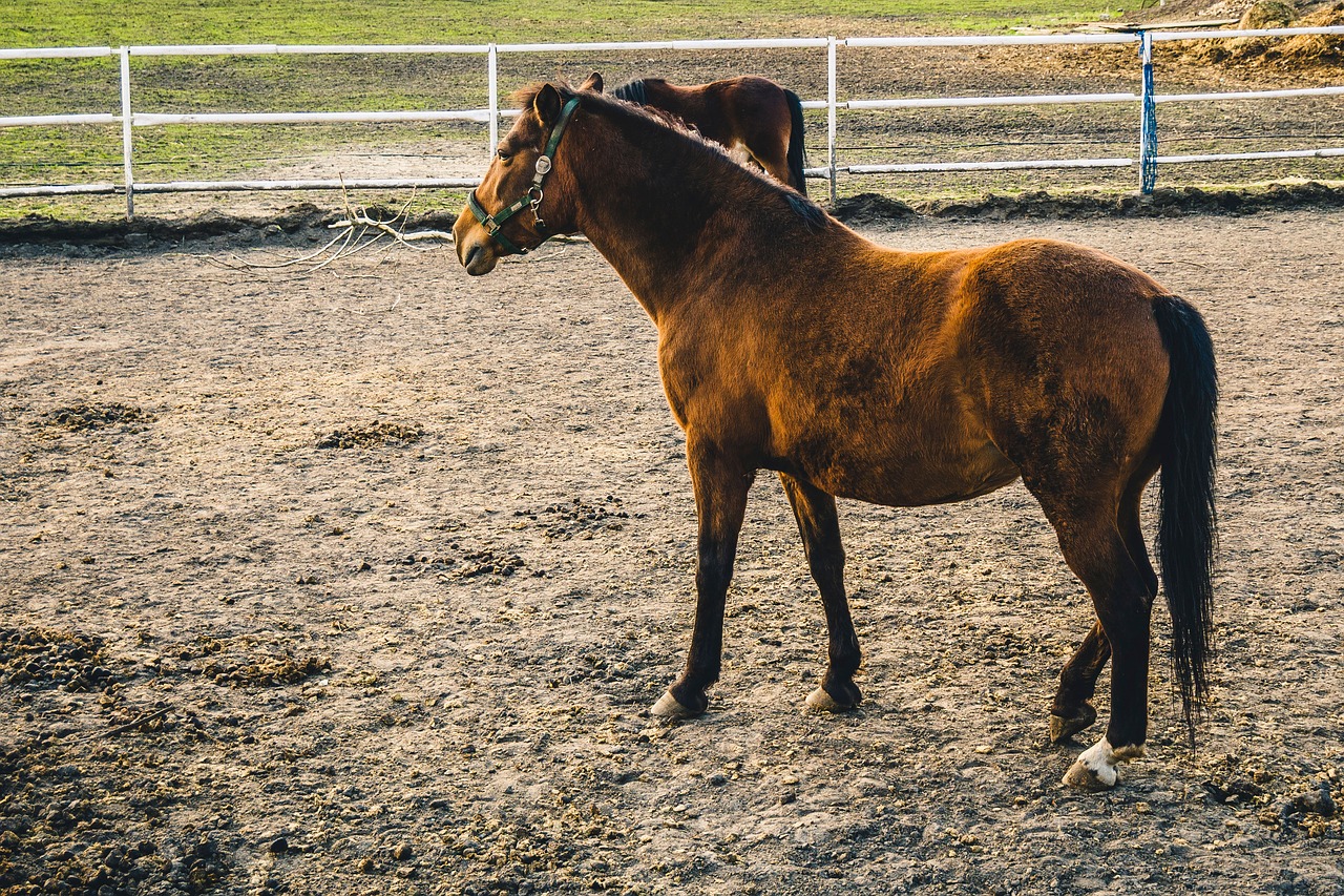 horse animal farm free photo