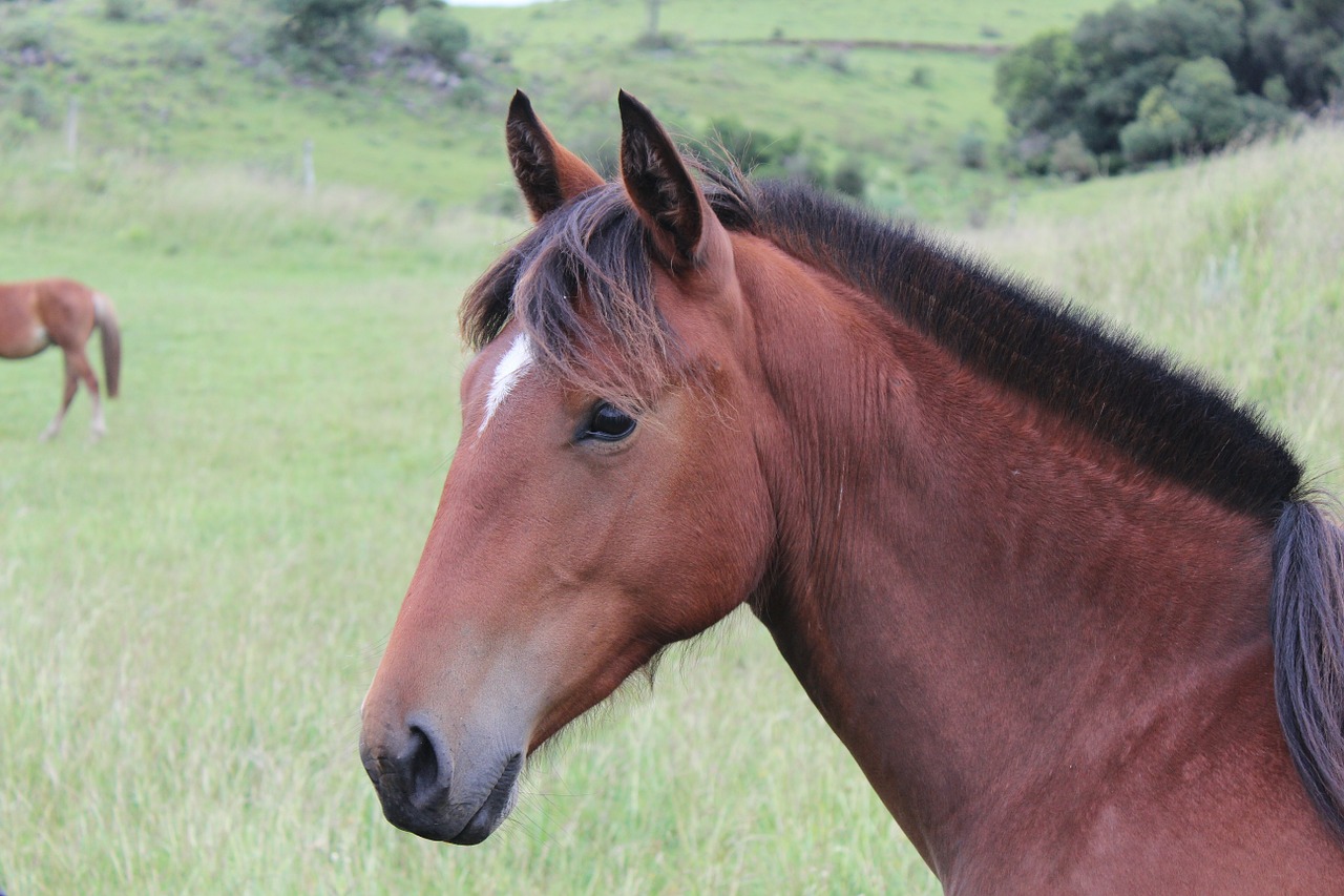 horse wild encyclopedia free photo