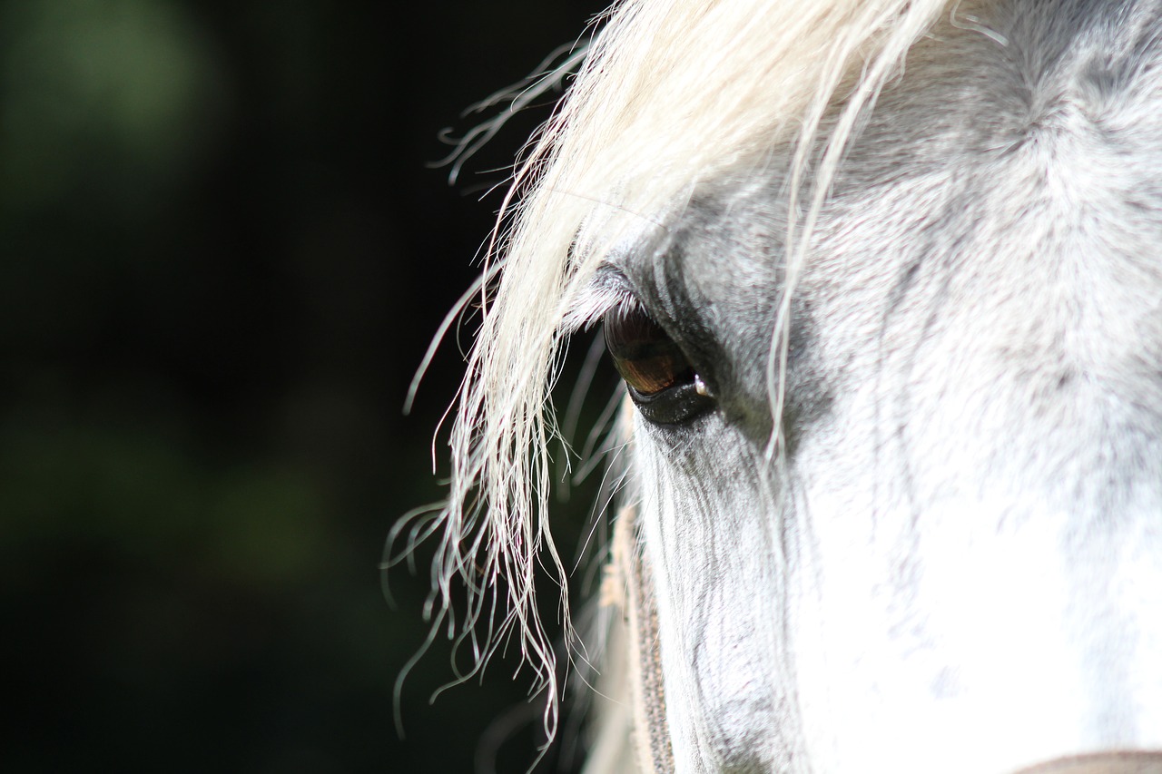 horse eye paardenoog free photo