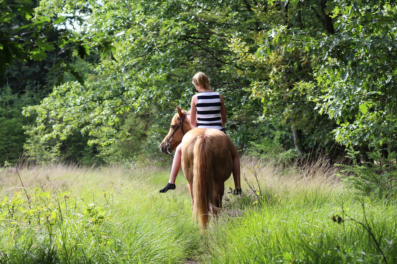 horse pony brown free photo