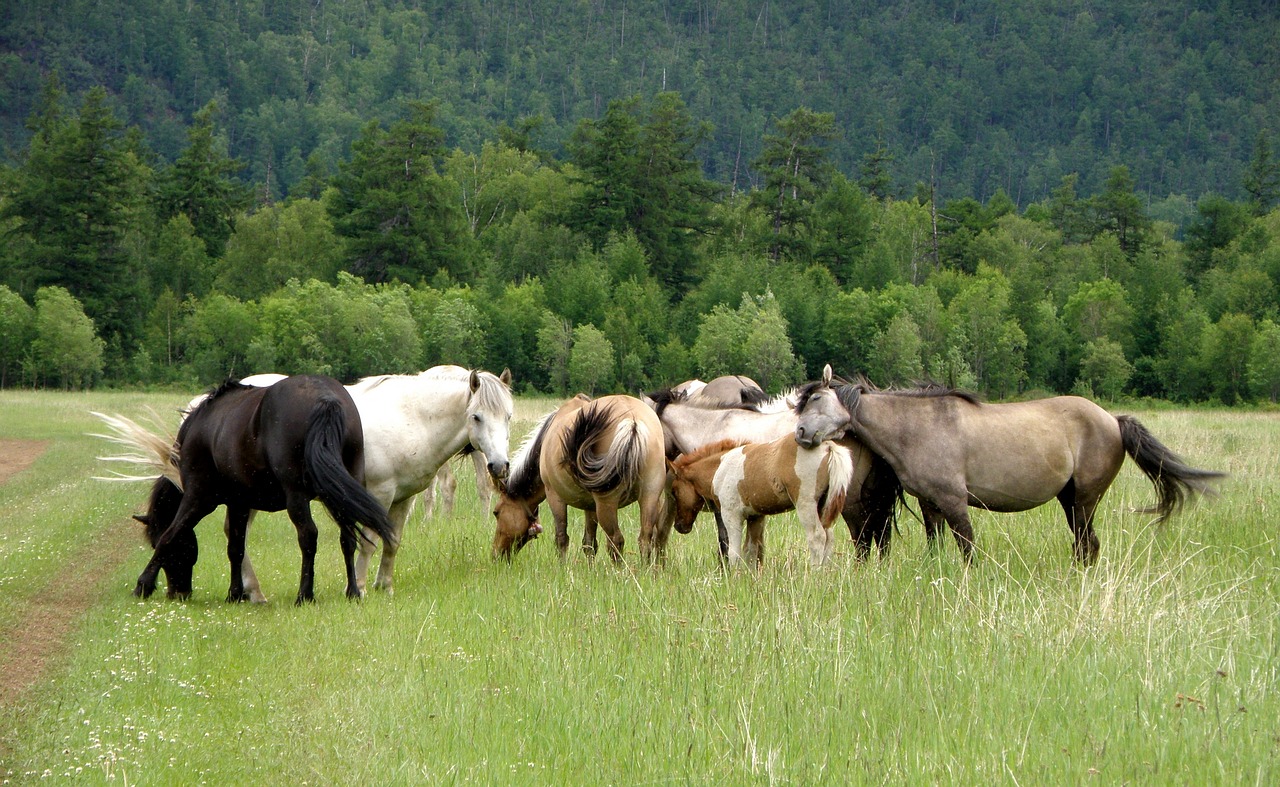 horse horses the herd free photo