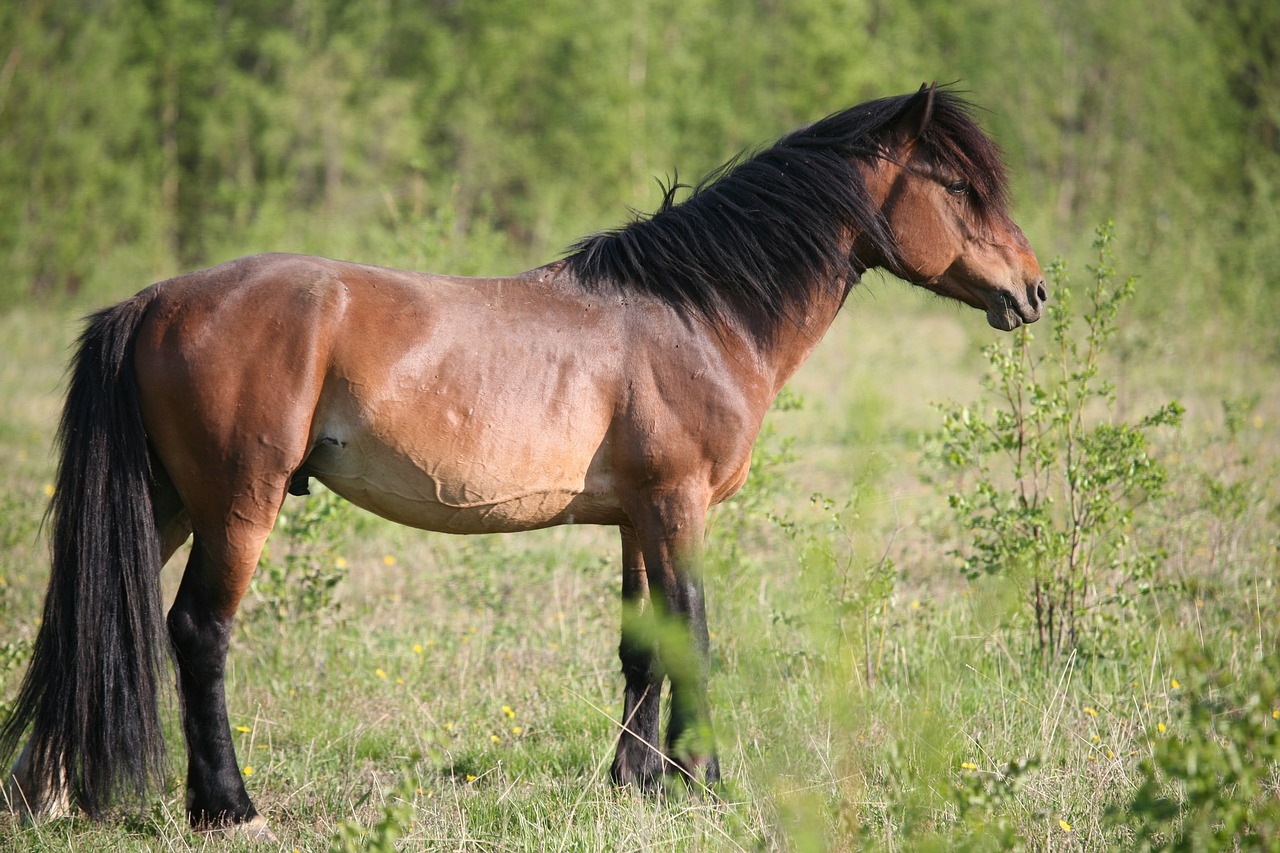 horse mare stallion free photo