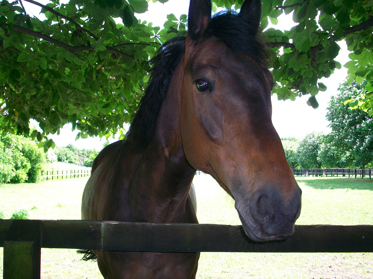 horse horse head animal free photo