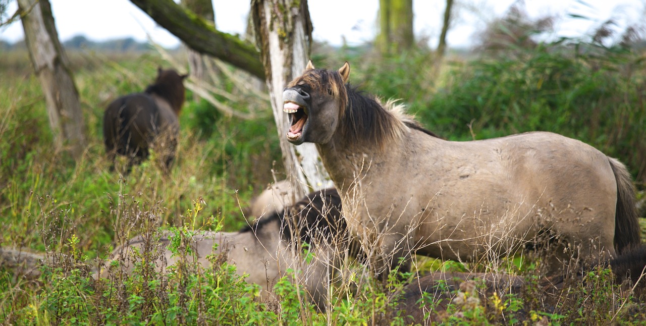 horse animal brown free photo