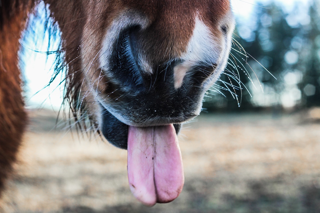 horse animal brown free photo