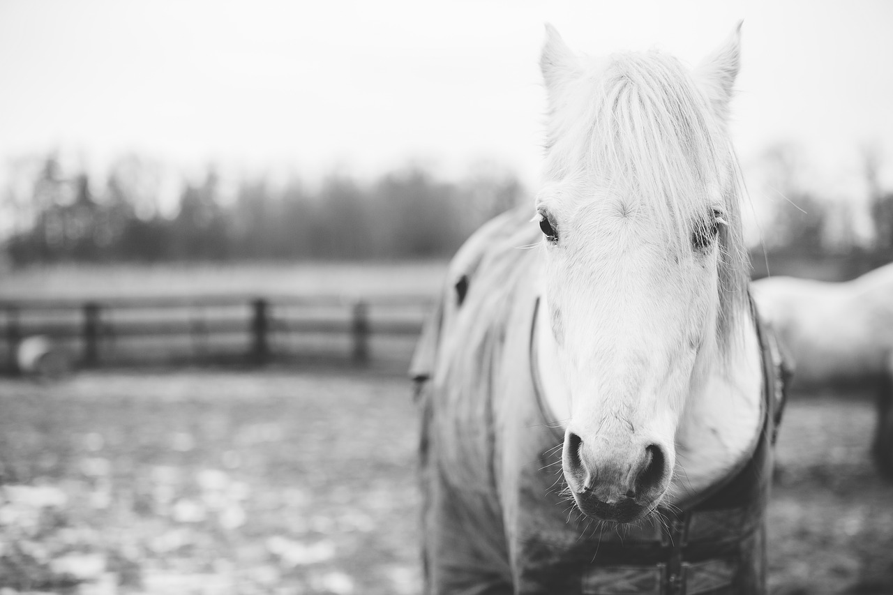 horse animal snout free photo