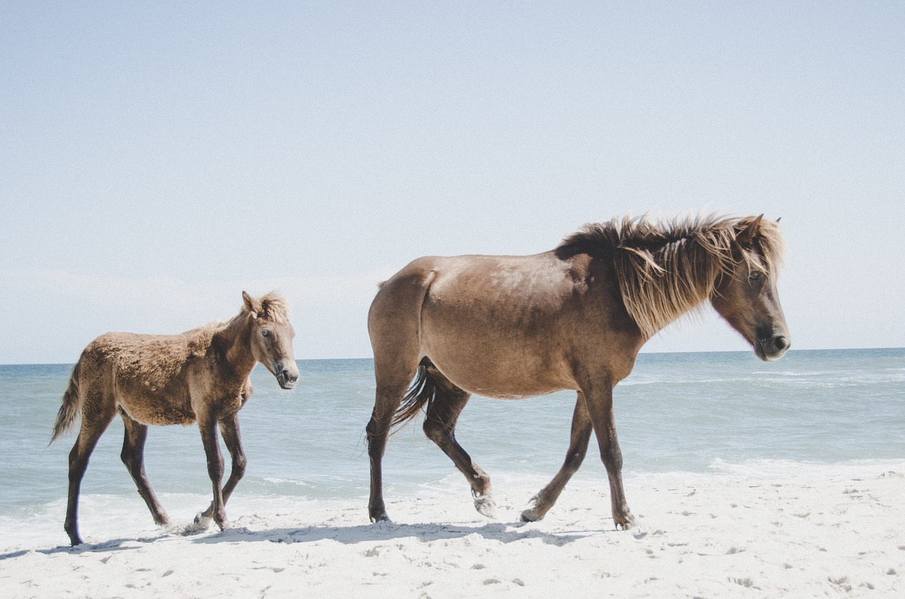 horse animal brown free photo