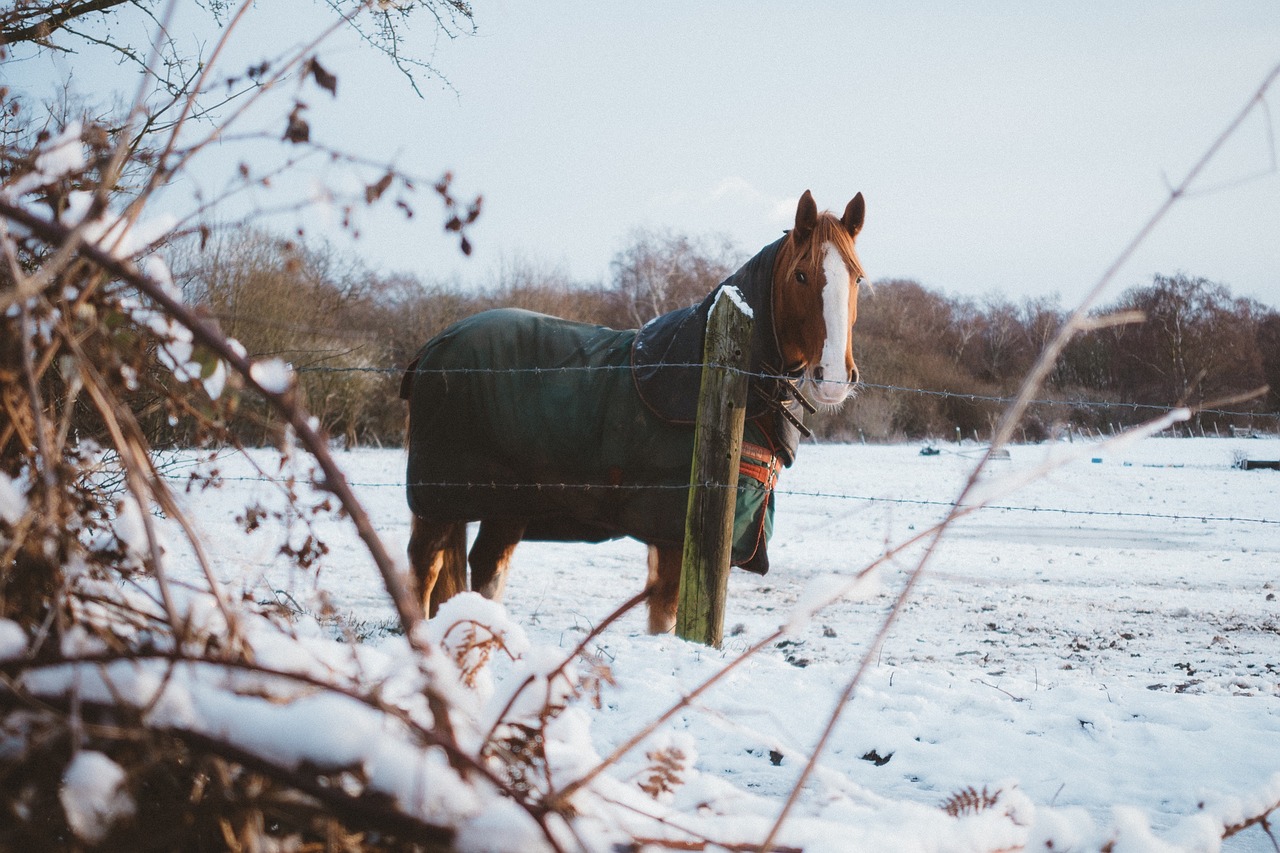 horse animal stem free photo