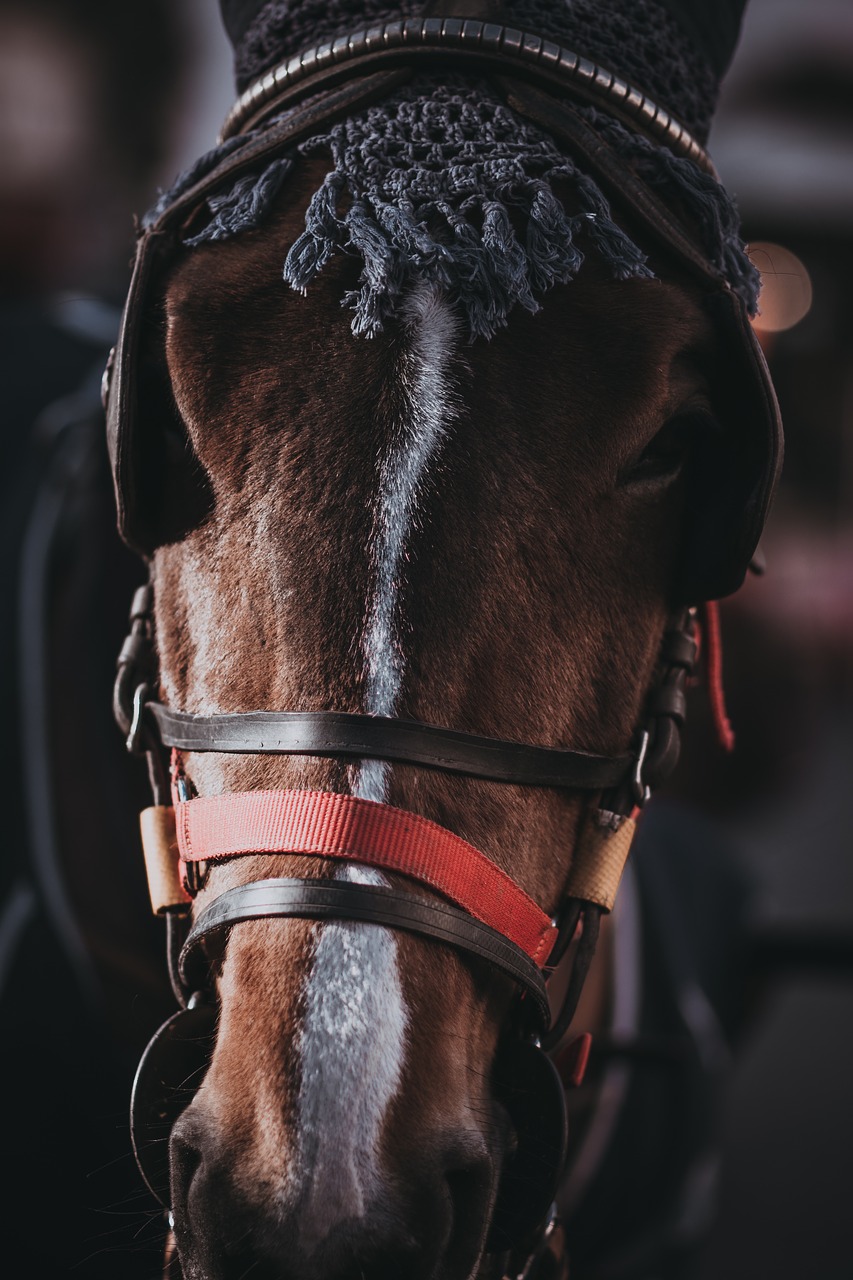 horse animal close up free photo