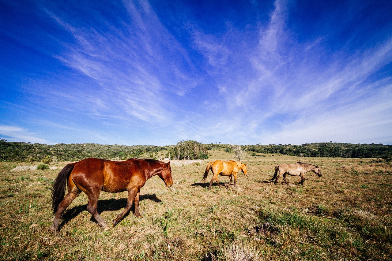 horse animal brown free photo