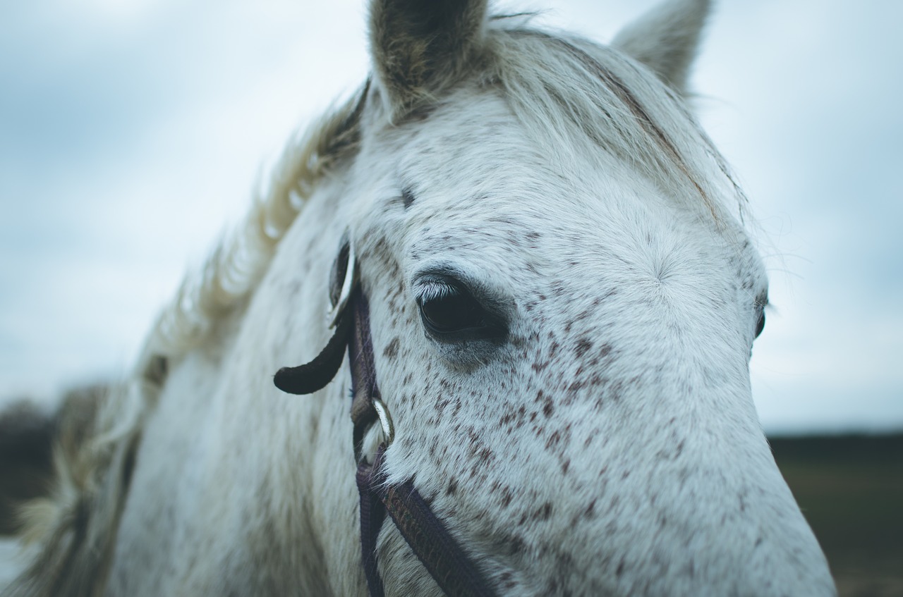 horse animal outdoor free photo