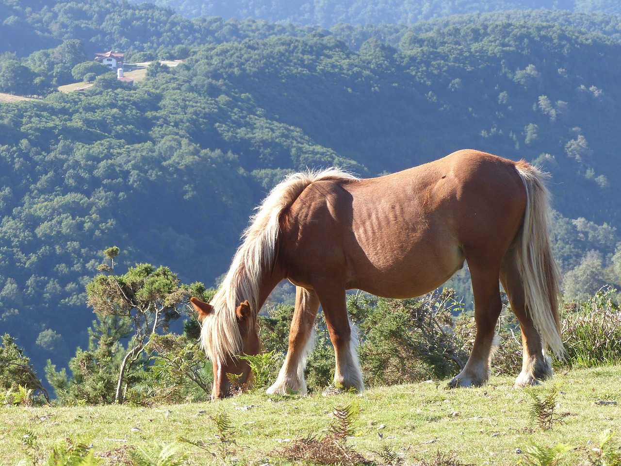 horse mountain horses free photo