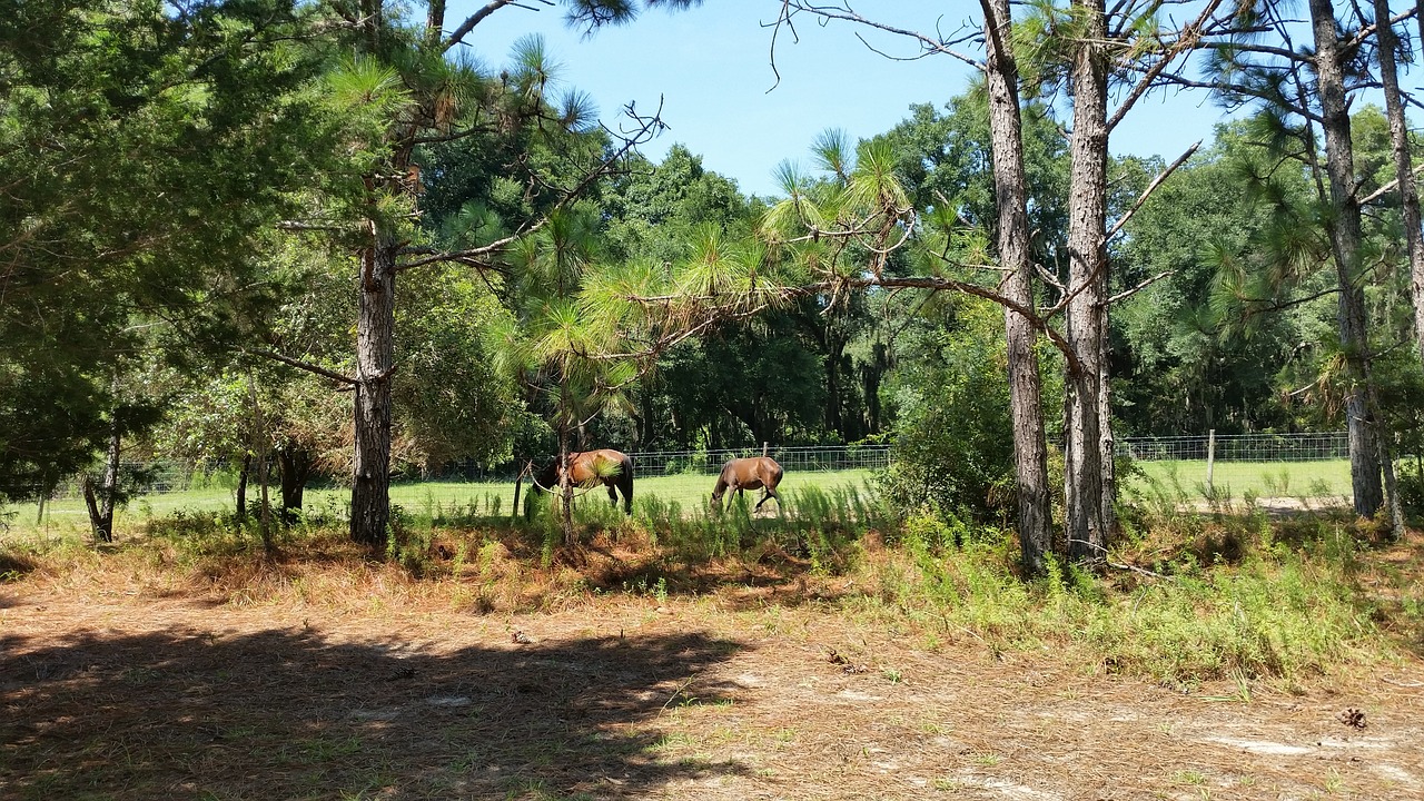 horse trees sky free photo