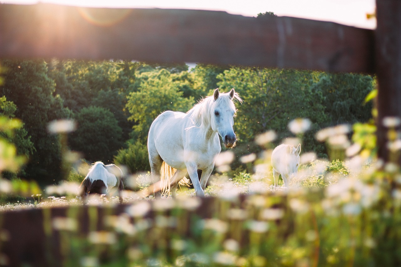 horse animal outdoor free photo