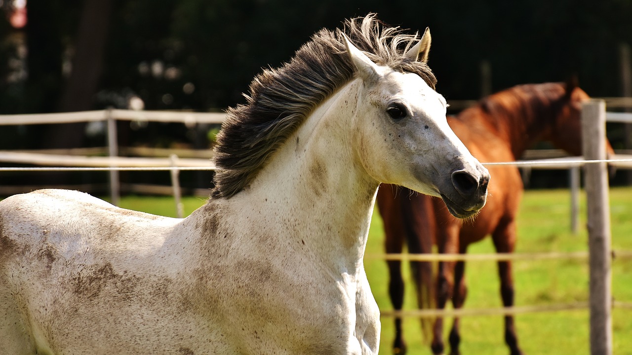 horse mold pony free photo