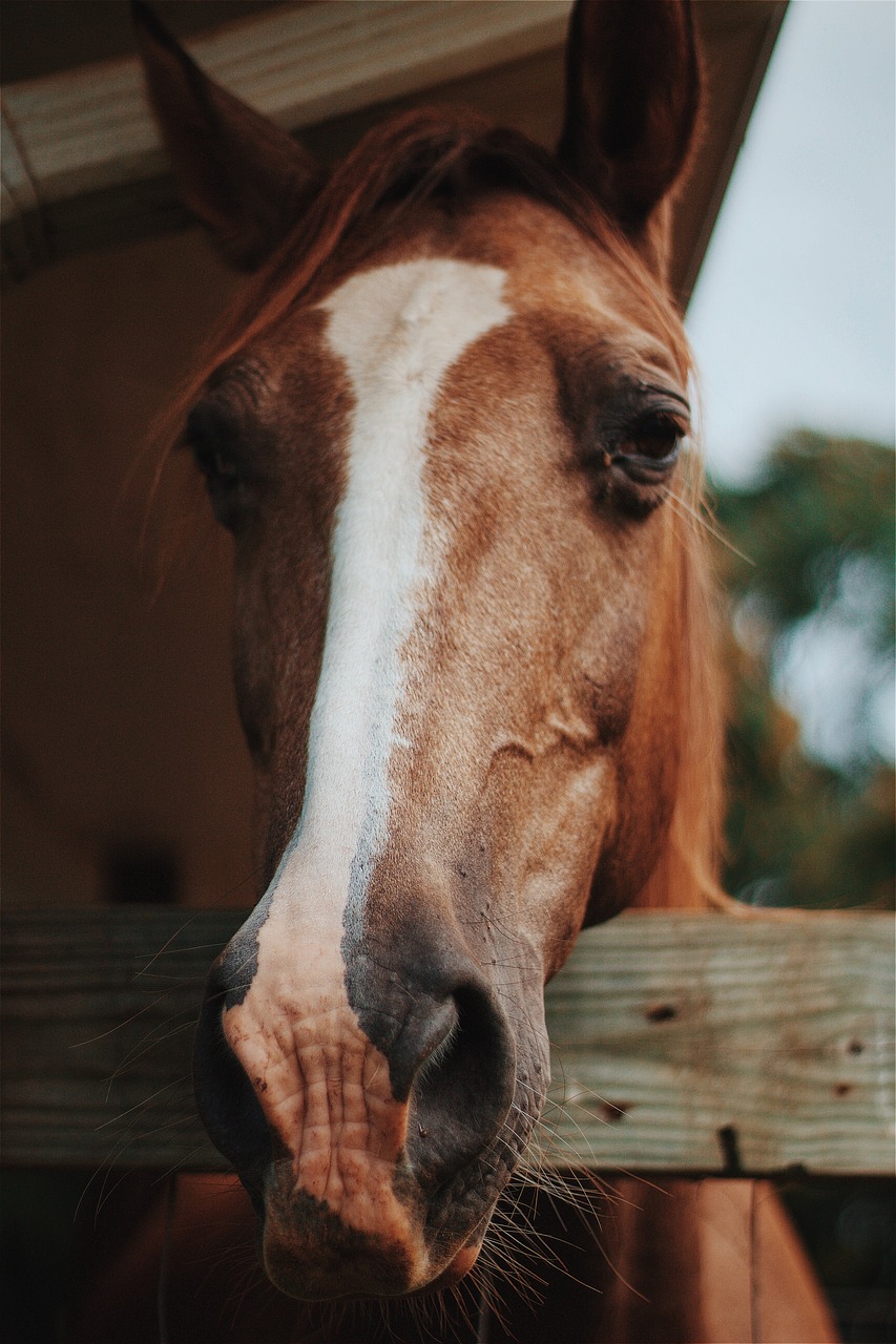 horse animal close up free photo