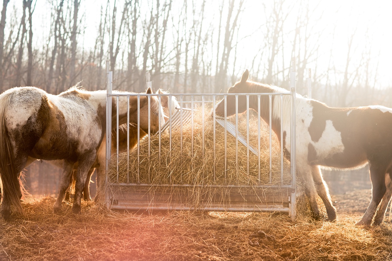 horse farm animal free photo