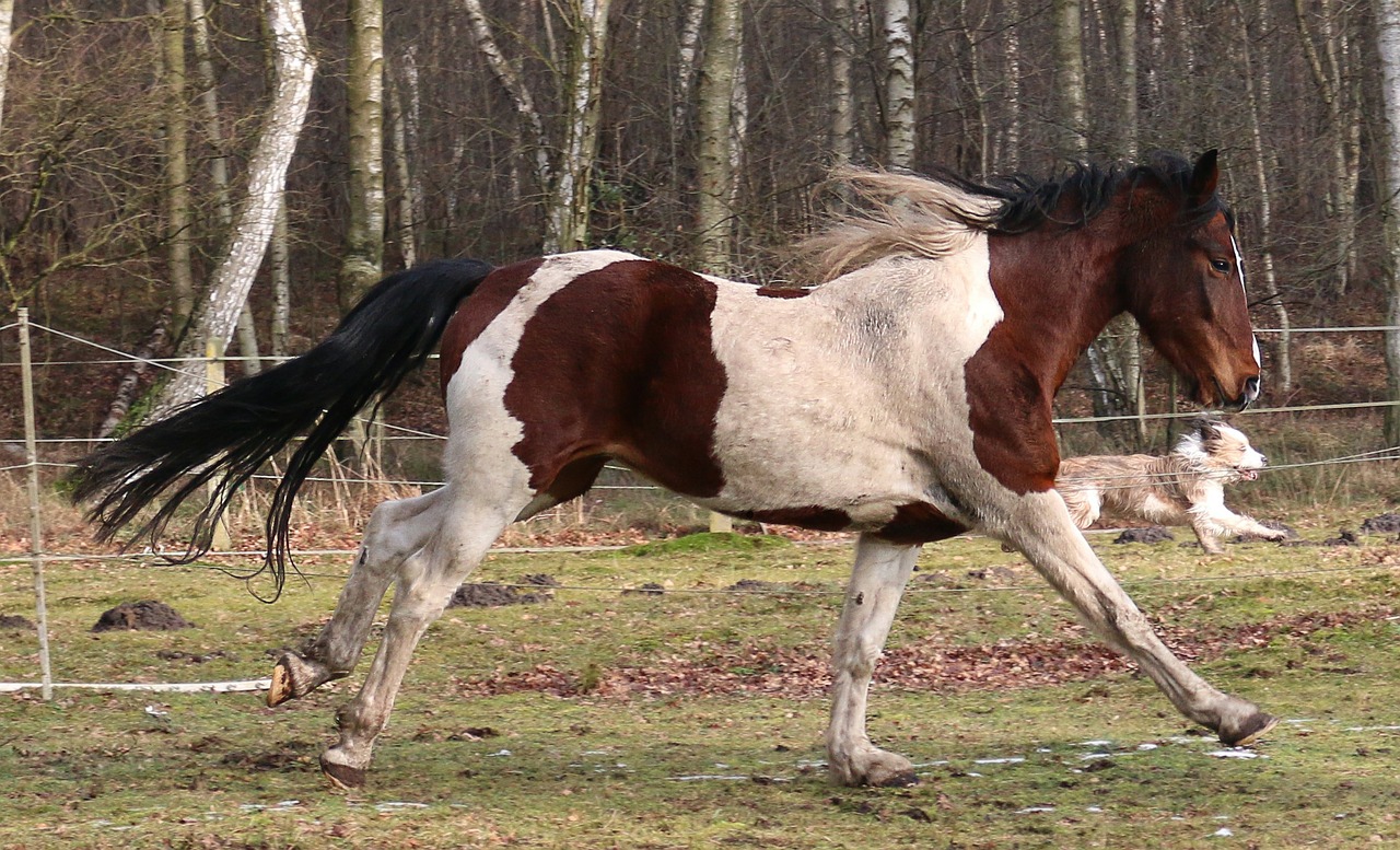 horse horses animals free photo