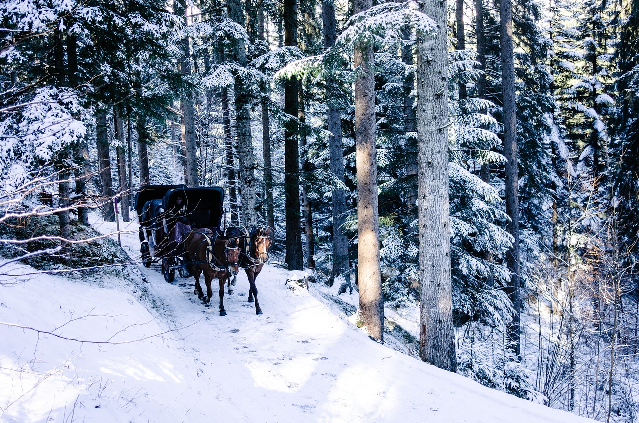 horse chariot winter free photo