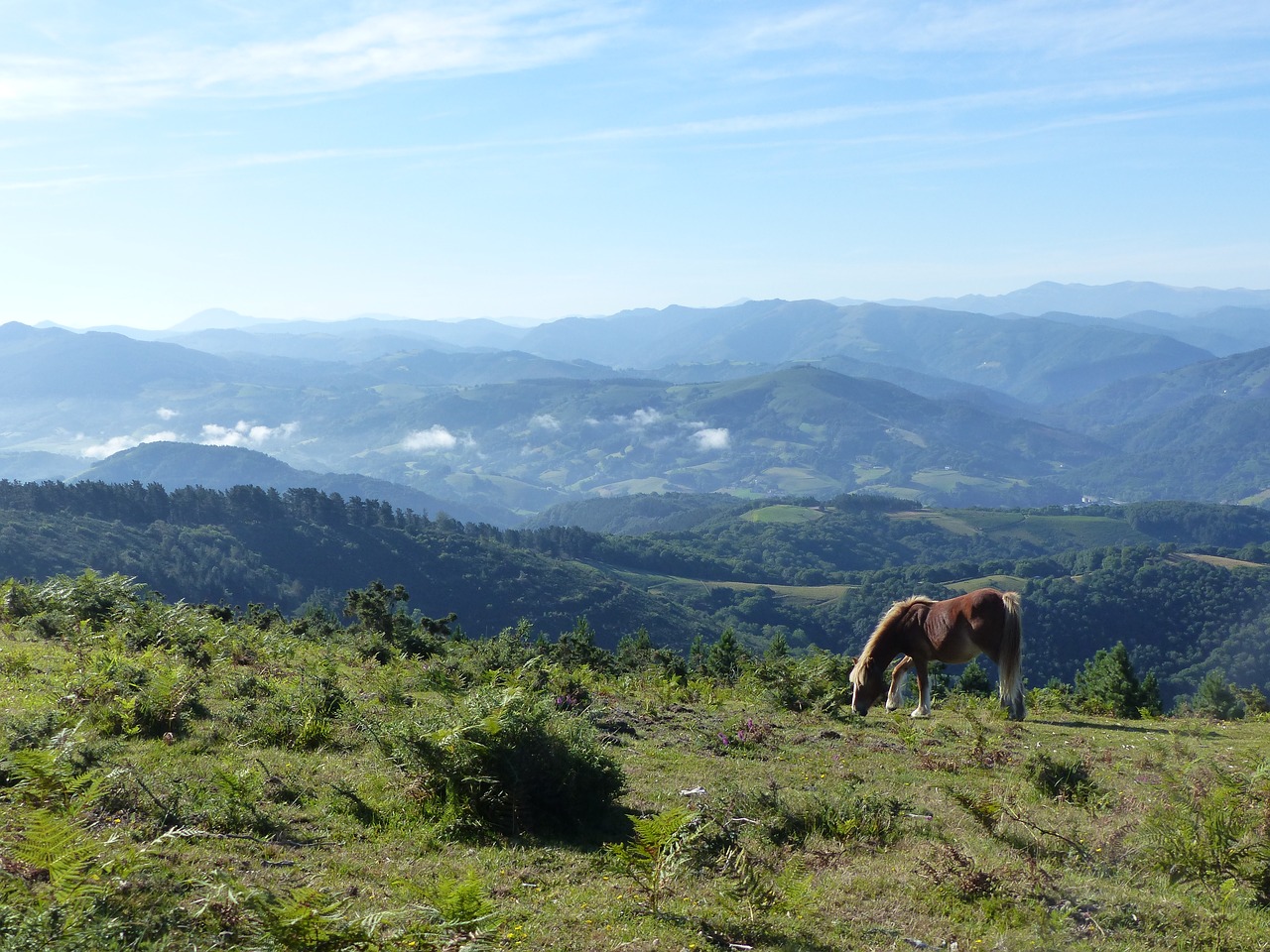 horse mountain horses free photo