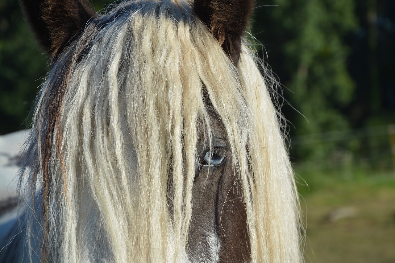 horse standard irich-cob free photo