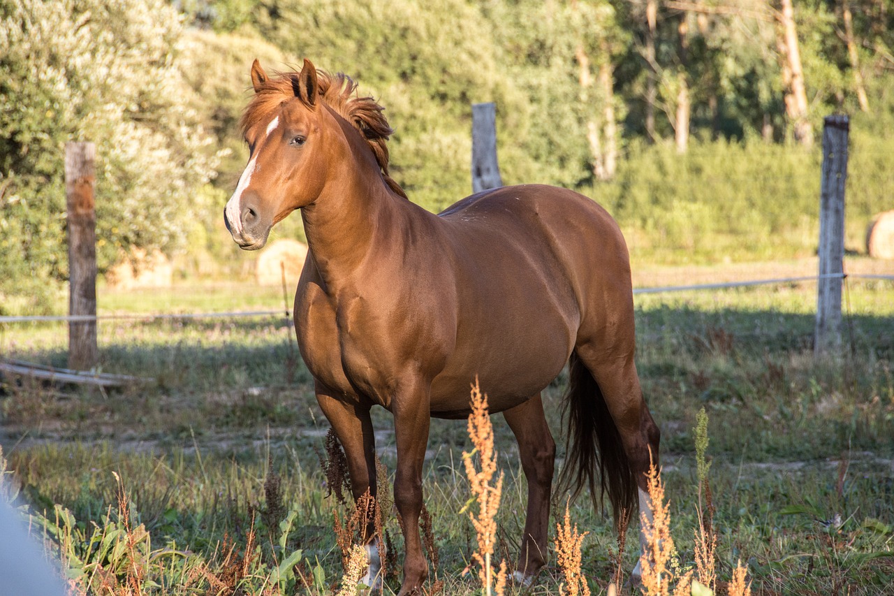 horse animal nature free photo