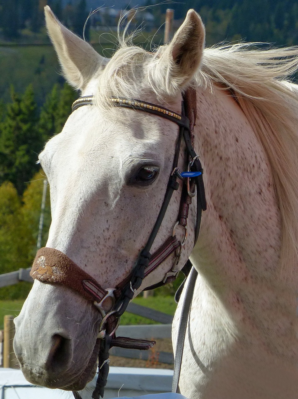 horse white ride free photo