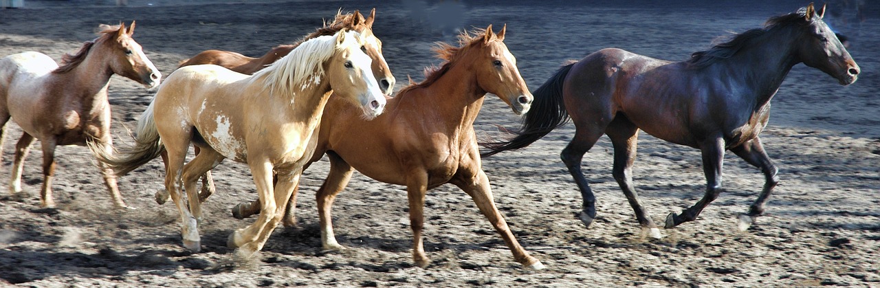 horse horses rodeo free photo