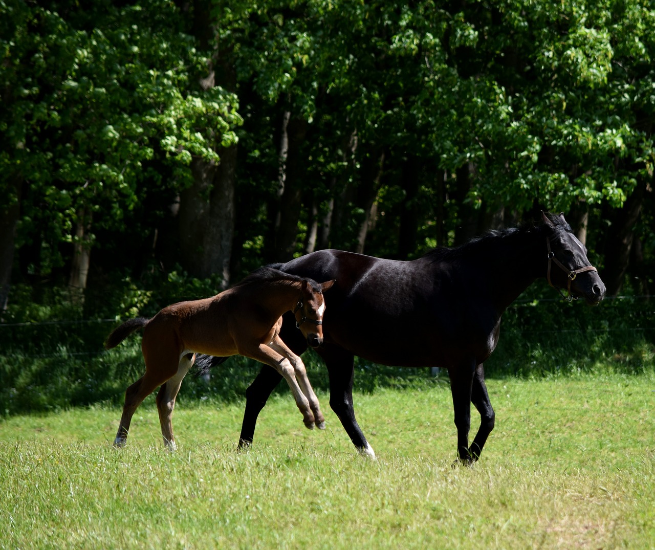 horse foal pasture free photo