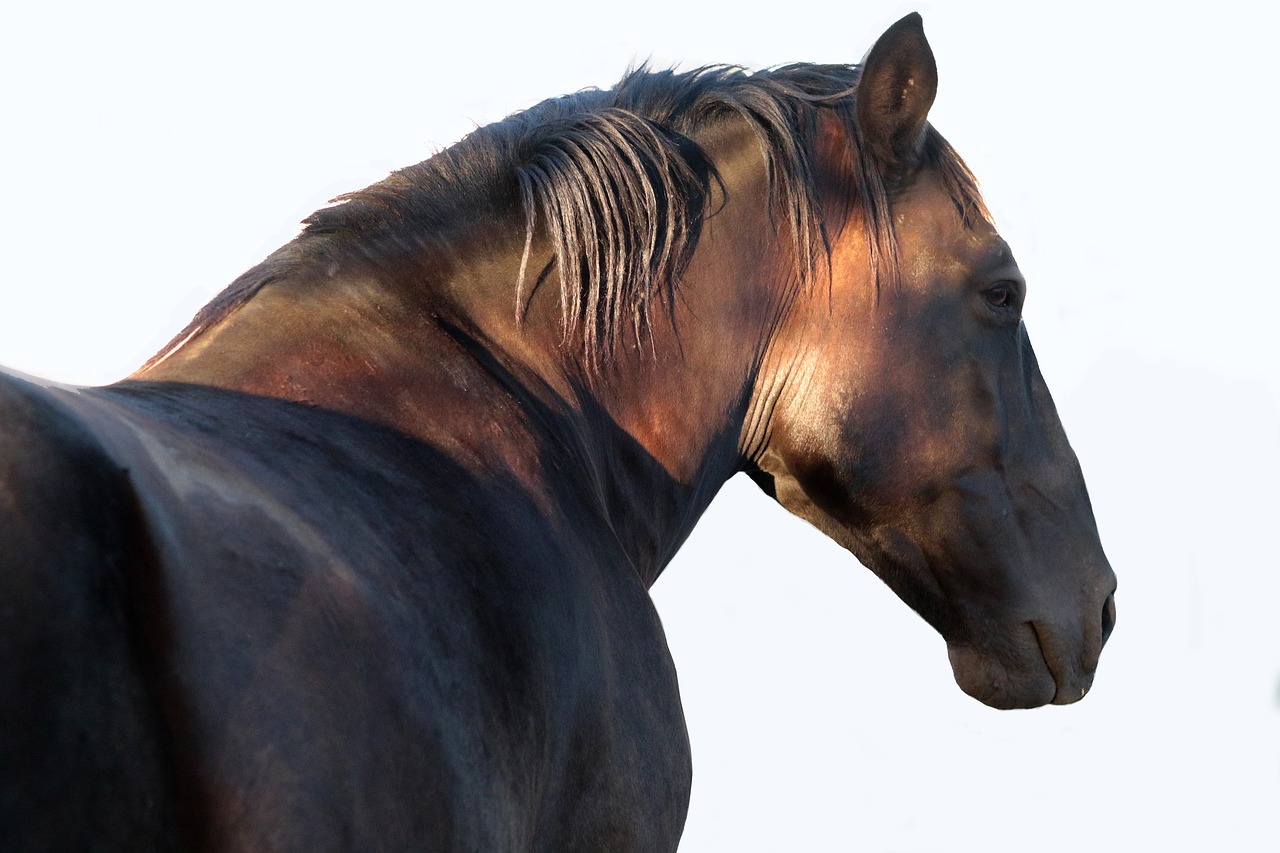 horse stallion head free photo